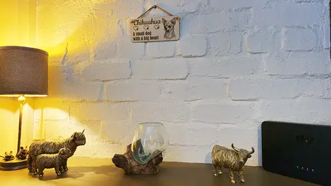 Tan Haired Chihuahua Decorative Signs and Plaques