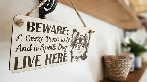 Crazy Plant and Dog Lady Chihuahua Decorative Signs and Plaques