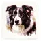 Border Collie Square Ceramic Coaster Gift Ideas for Pet Dog Owners