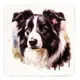 Border Collie Square Ceramic Coaster Gift Ideas for Pet Dog Owners
